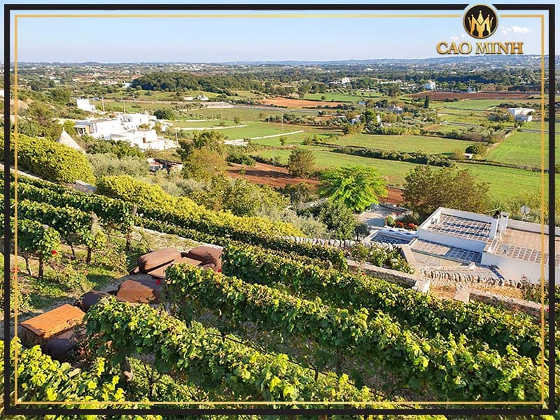 Puglia - Vùng sản xuất rượu vang Ý San Marzano F Negroamaro