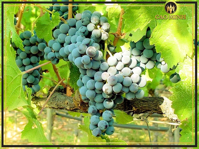 Đặc điểm của giống nho Sangiovese tạo nên rượu vang Ý Tavernello Vino Rosso D'italia