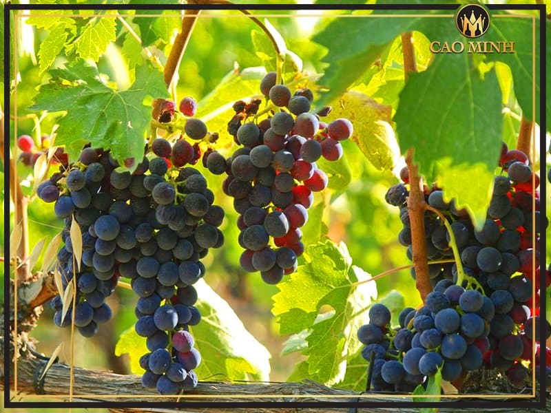 Những trái nho Montepulciano xinh đẹp làm nên rượu vang Ý Sistina Montepulciano d’Abruzzo D.O.C