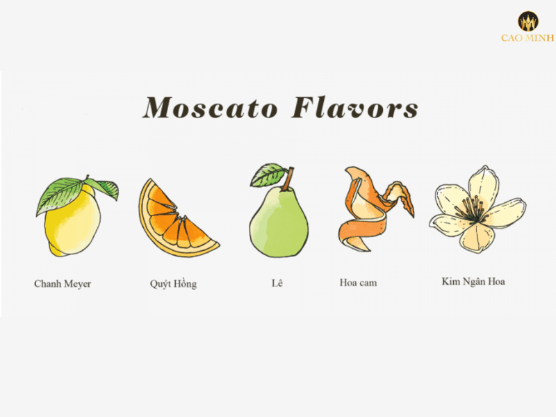 Những hương vị chính mà giống nho Muscat Blanc