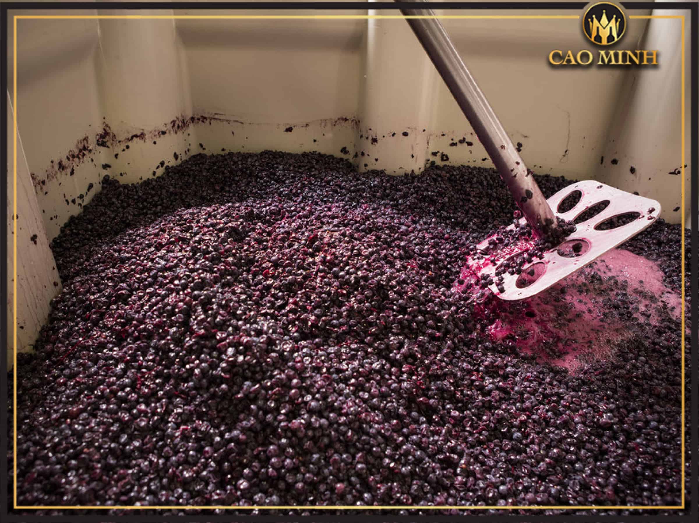 Quy trình sản xuất rượu vang đỏ