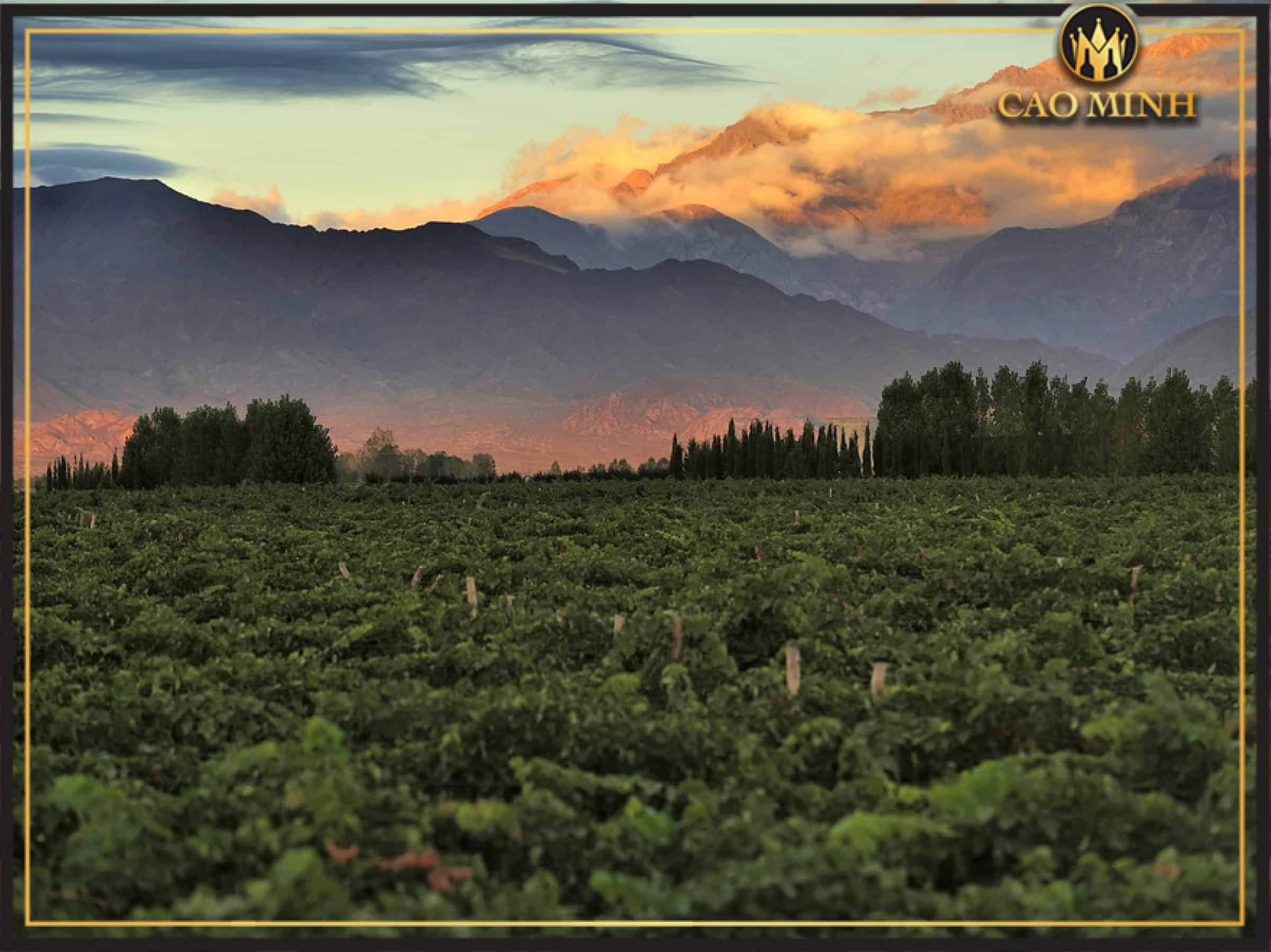 Tìm hiểu về  Mendoza - Vùng đất sản xuất vang nổi tiếng tại Argentina