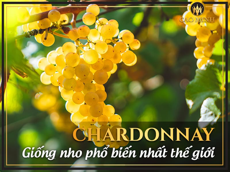 Khám phá nho Chardonnay - Giống nho phổ biến nhất thế giới
