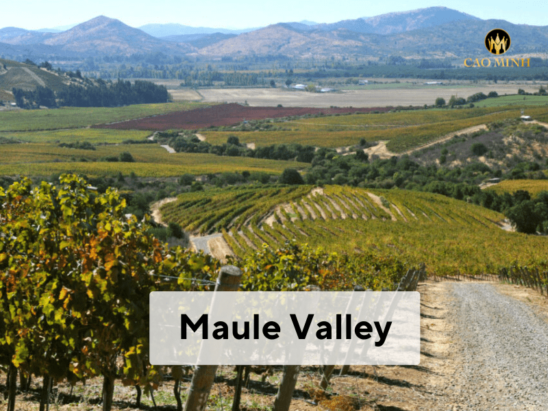 Khám phá vùng đất Maule - Nơi sinh ra rượu vang Khám phá Maule Valley – Nơi sinh ra rượu vang hồng Mapu Rosé 2020
