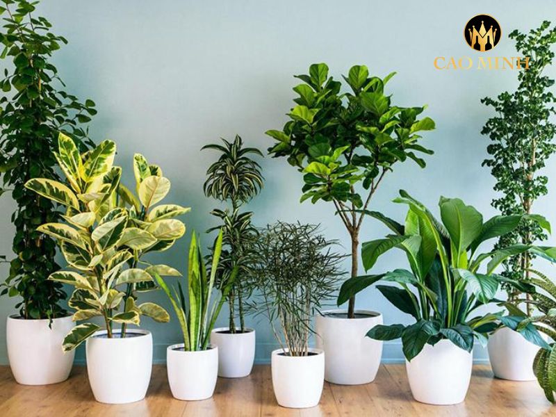 quà tết biếu bố mẹ vợ
