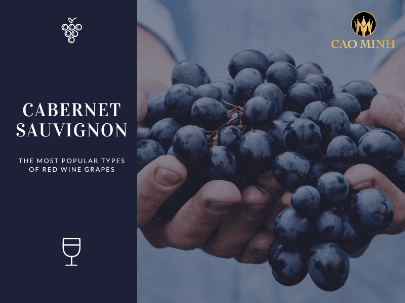 Cabernet Sauvignon là giống nho được sử dụng phổ biến nhất để chế biến rượu vang Mapu 2020