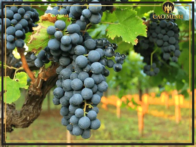 Montepulciano - giống nho tạo nên hương vị đặc biệt của chai vang Ý Sistina Appassimento Vino Rosso IGT