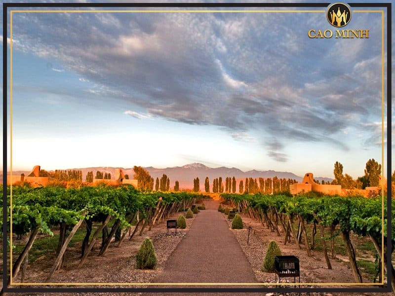 Vùng đất Mendoza - Nơi ra đời chai vang Argentina Hereford Chardonnay