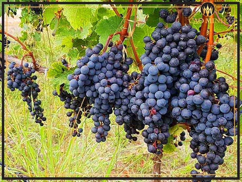 Về Syrah - giống nho tạo nên linh hồn cho chai rượu vang Chile Aromo Reserva Privada Syrah