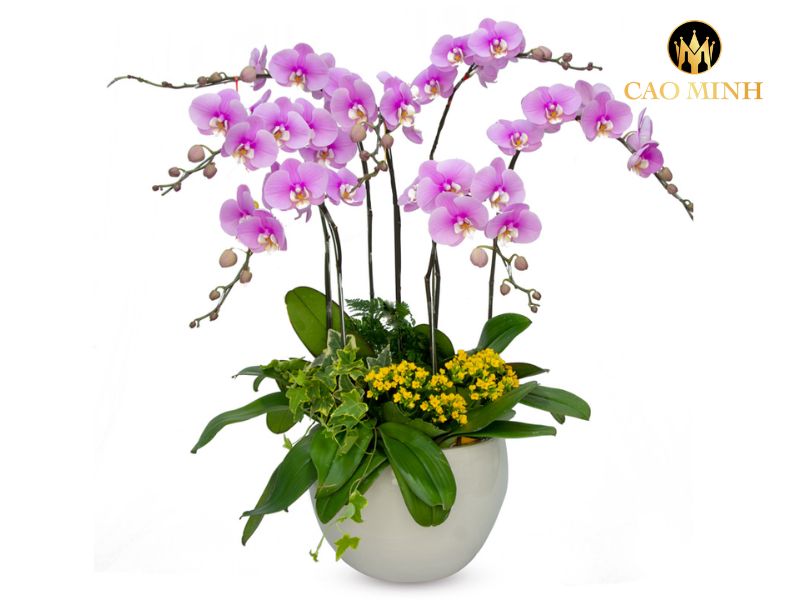 quà tết cho sếp