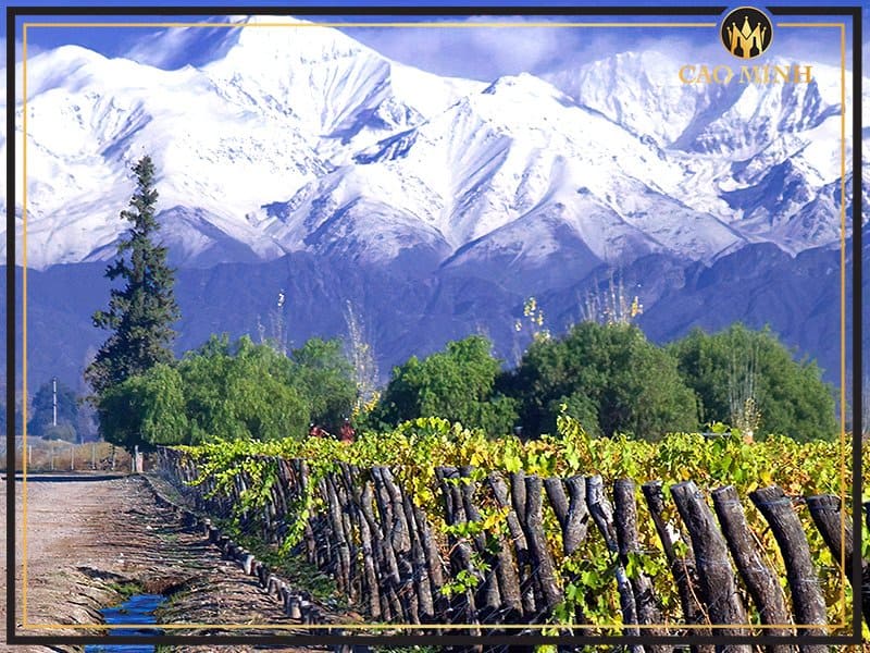 Thung lũng Malleco sản xuất rượu vang Sol de Sol Chardonnay