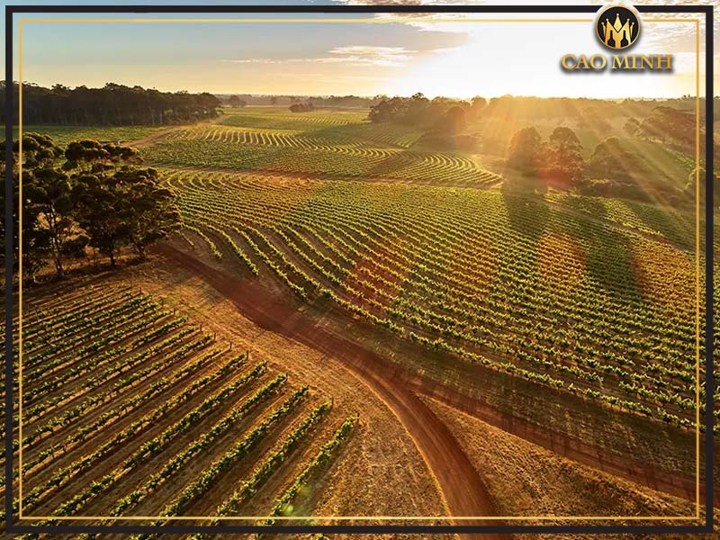 Đôi nét về vùng rượu vang Bordeaux nổi tiếng - Nơi ra đời những chai vang Château Mont-Pérat Blanc Bordeaux 