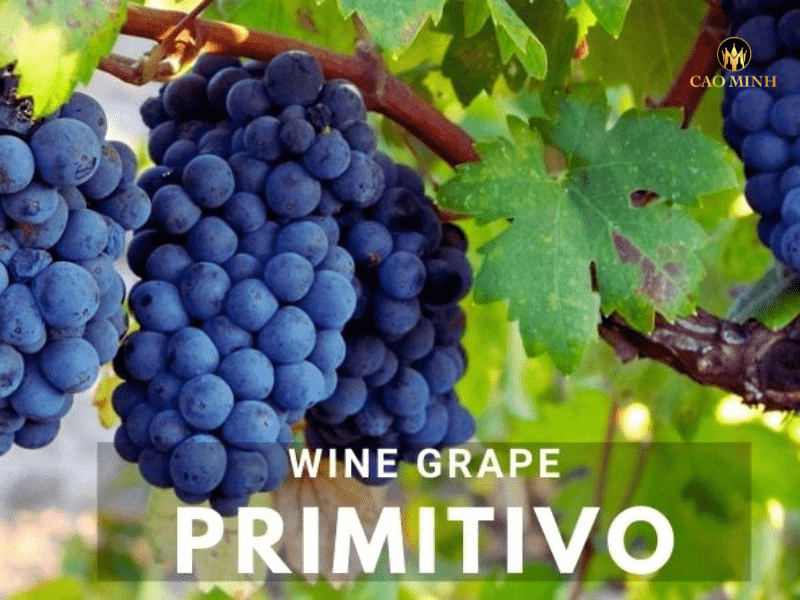 Primitivo - Giống nho tên tuổi làm nên rượu vang Ý Magnus Primitivo
