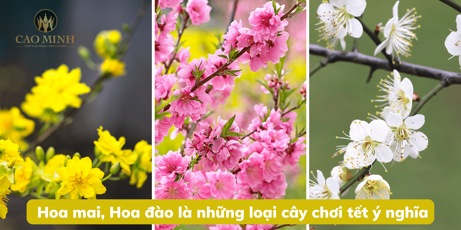 Qùa tết cây cảnh