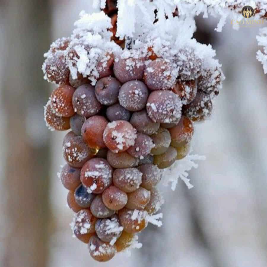 Loại rượu này làm từ những trái nho bị đông lạnh trên cành trong thời tiết giá rét