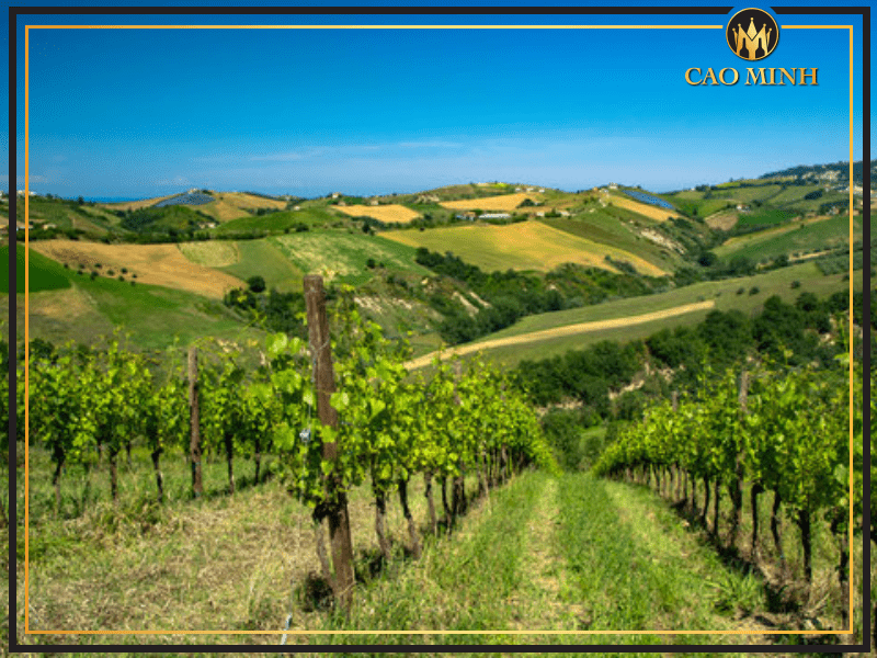 Vùng Abruzzo sản xuất rượu vang ILO Montepulciano D’abruzzo