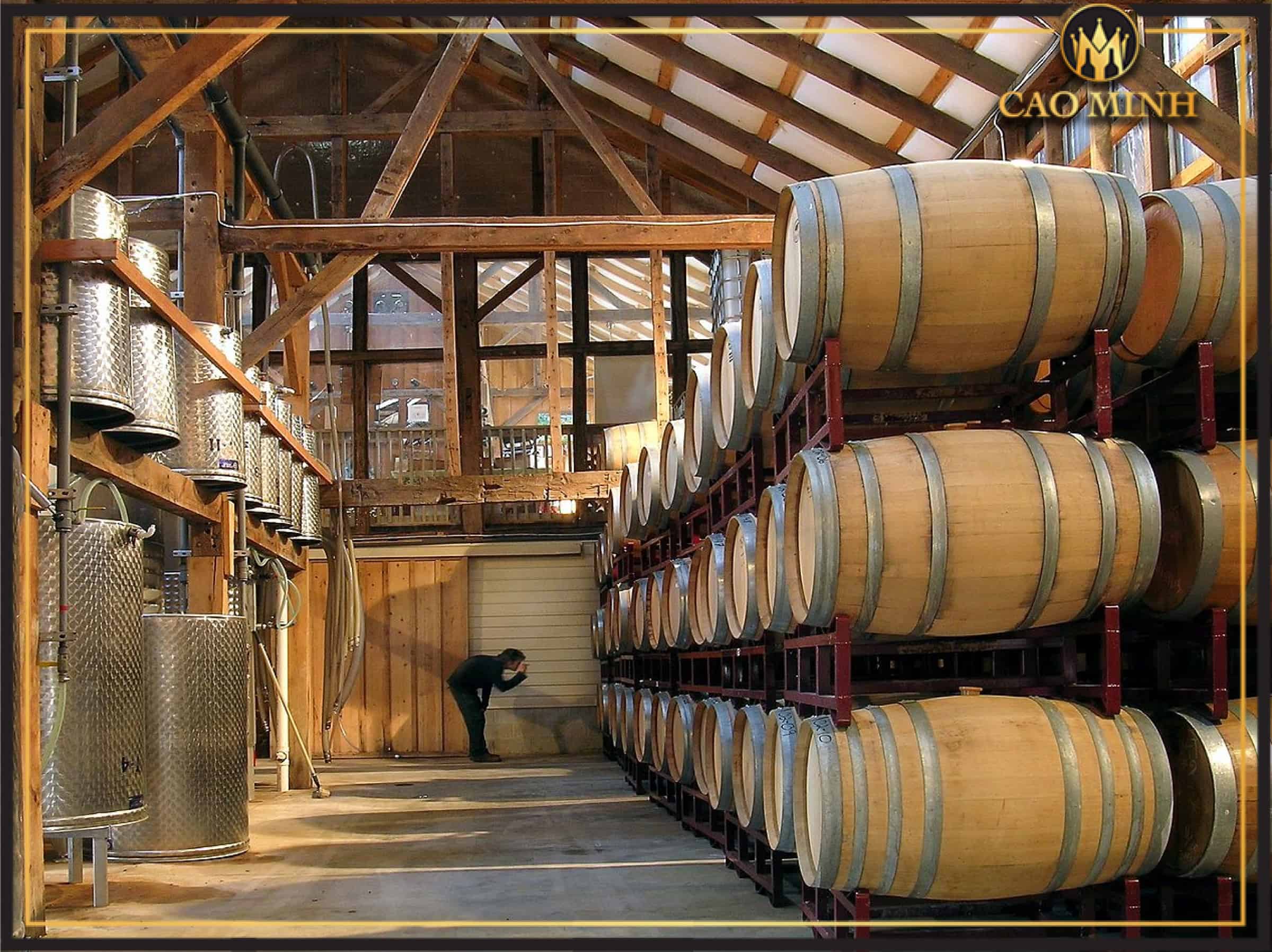 Nho sản xuất rượu vang ILO Montepulciano D’abruzzo được ủ trong thùng gỗ sồi