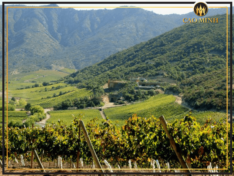 Maule Valley - vùng sản xuất rượu vang Karku Cabernet Sauvignon