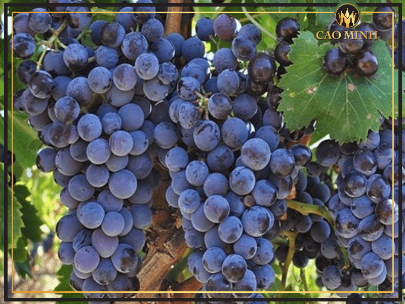 rượu vang Ý Primitivo - Giống nho sản xuất nên chai vang King Vittorio Semi Dolcer