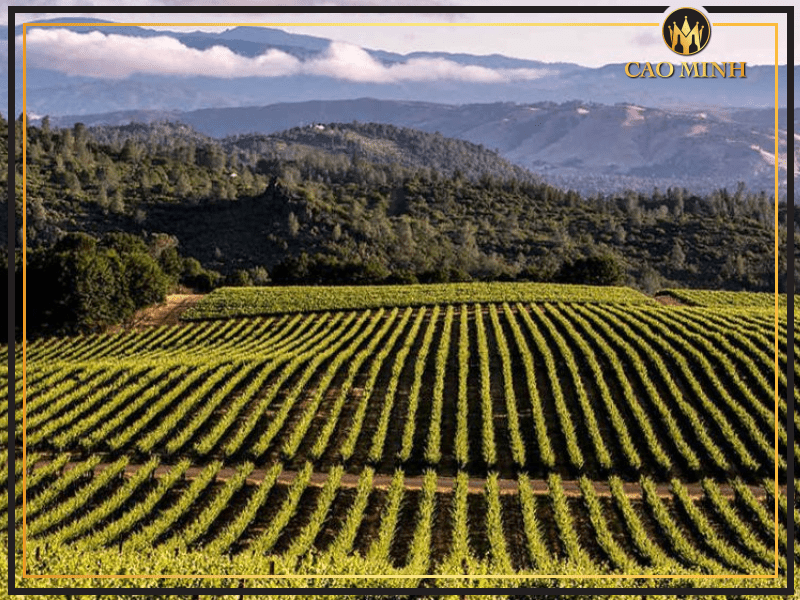 Central Valley - Nơi tạo nên những chai rượu vang Chile Santiago Sauvignon Blanc tuyệt hảo