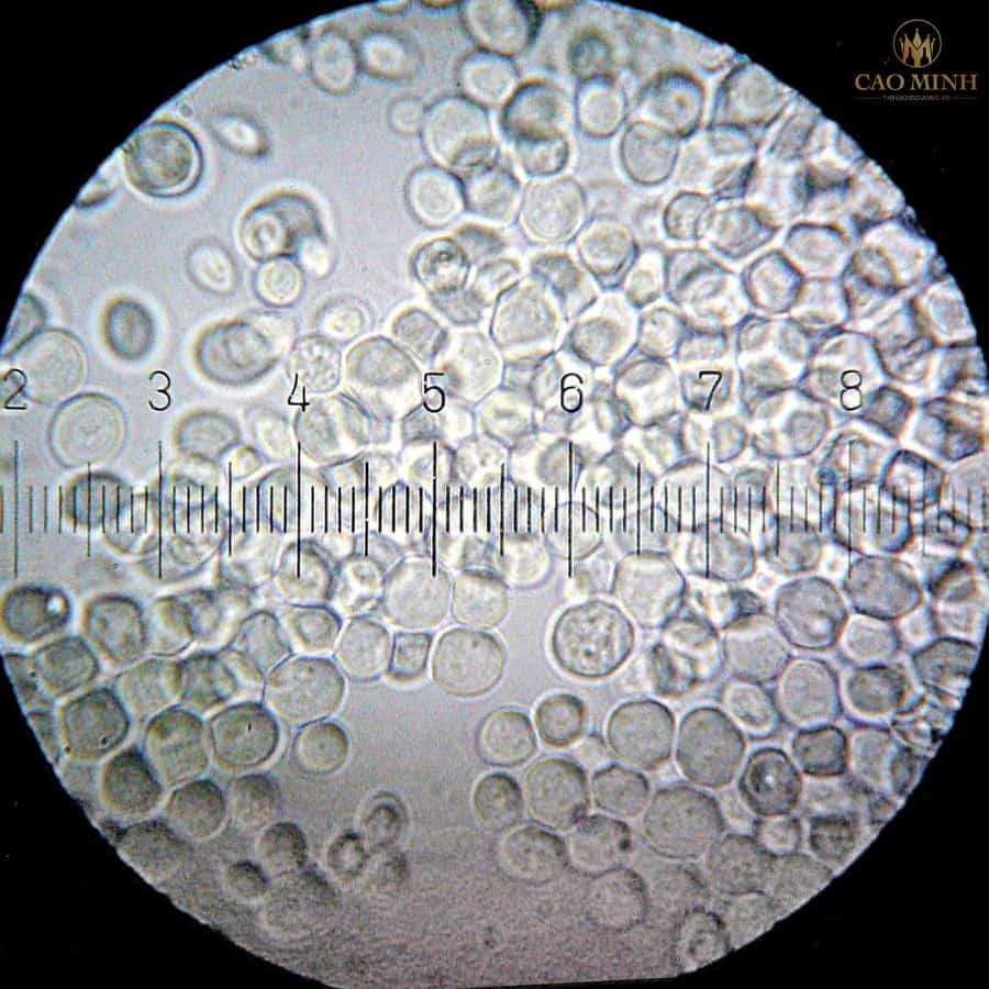 Hình ảnh phóng đại nấm men Saccharomyces cerevisiae