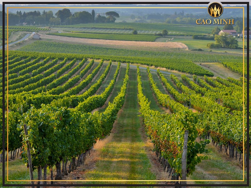 Vùng trồng nho Cabernet Sauvignon sản xuất rượu vang