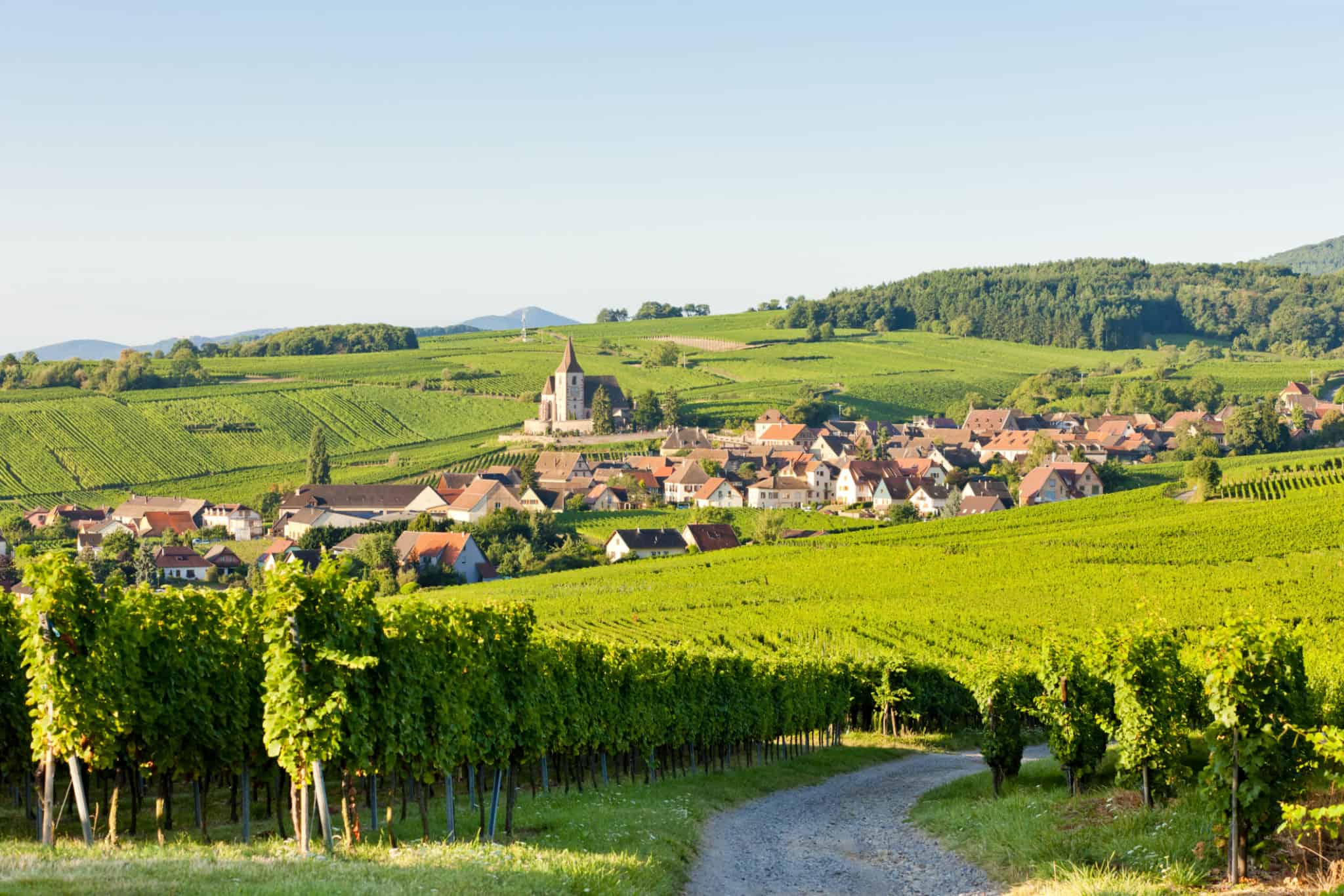 Cung đường rượu nho Alsace tại Pháp