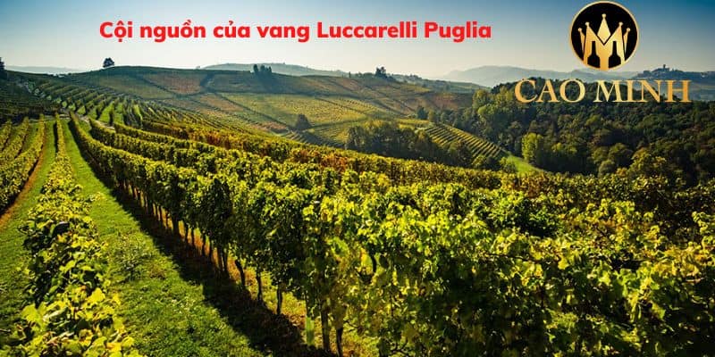 Cội nguồn của vang Luccarelli Puglia