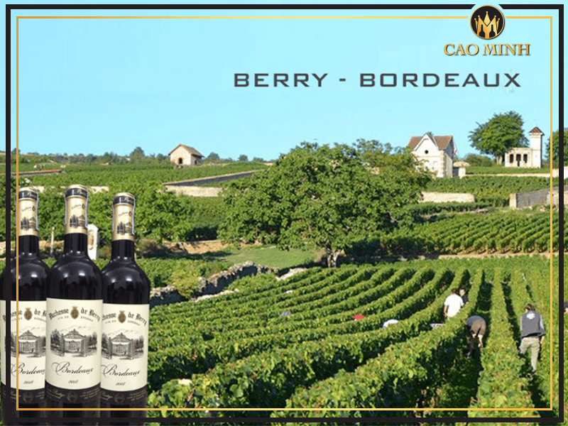 Rượu vang Duchesse de Berry Vin de Bordeaux là dòng vang đỏ phổ biến