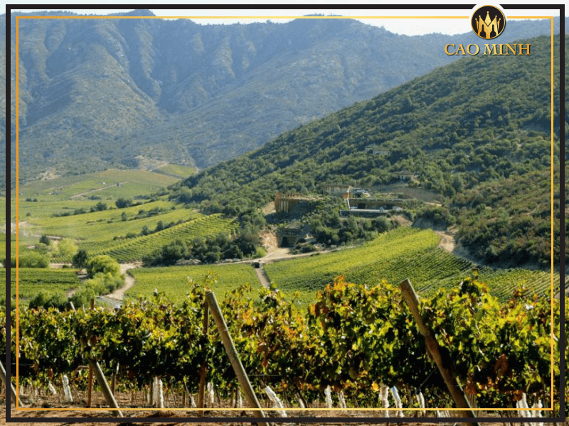 Maule Valley - Nơi tạo nên chai rượu vang Chile Alpha Austral Winemaker's Selection tuyệt hảo