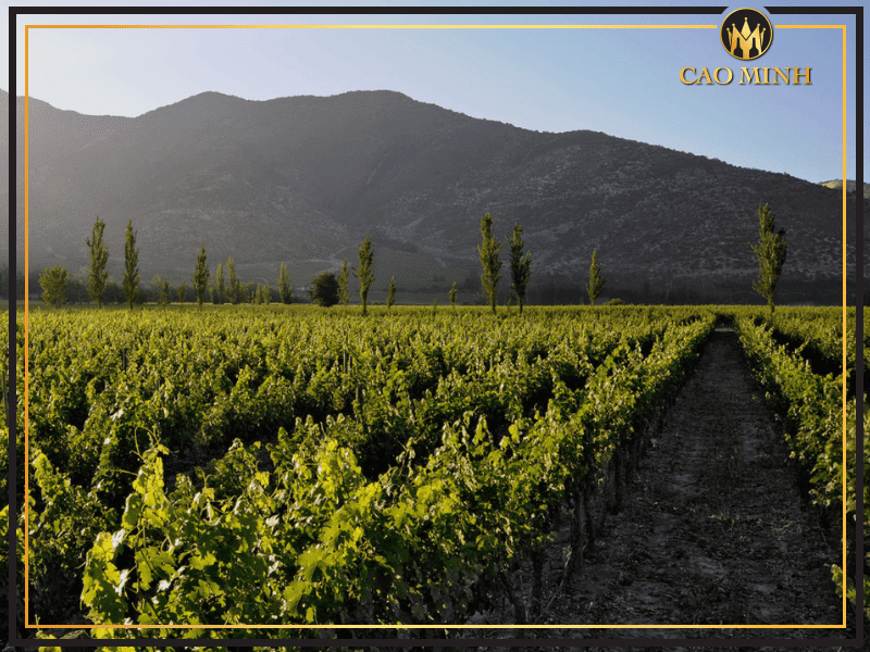  Maipo Valley 