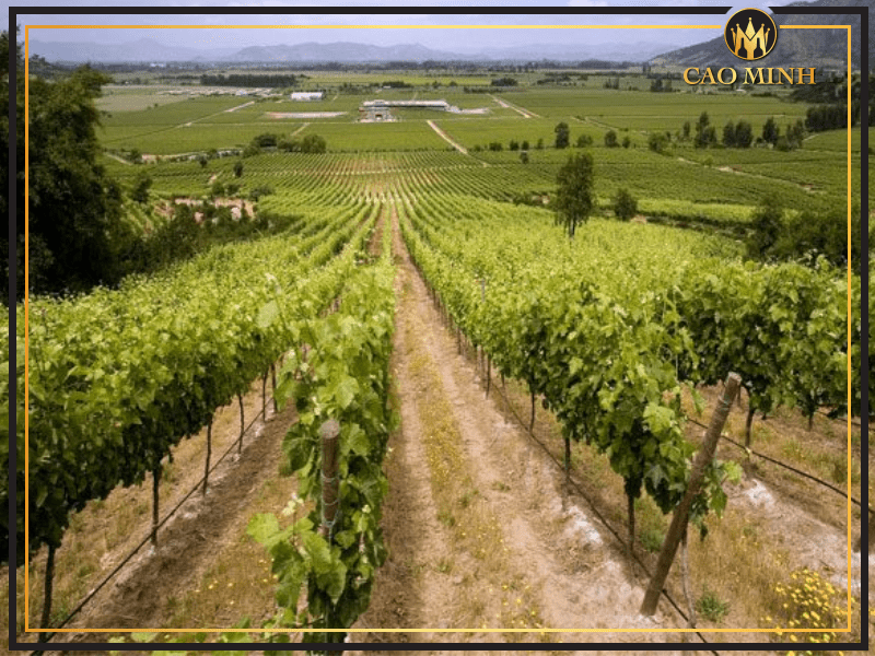 Colchagua Valley- Thung lũng của rượu vang hảo hạng Montes Alpha Carmenere