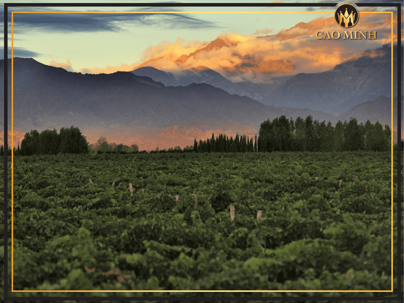 Tổng quan về Mendoza -  một trong những thủ phủ rượu vang của thế giới