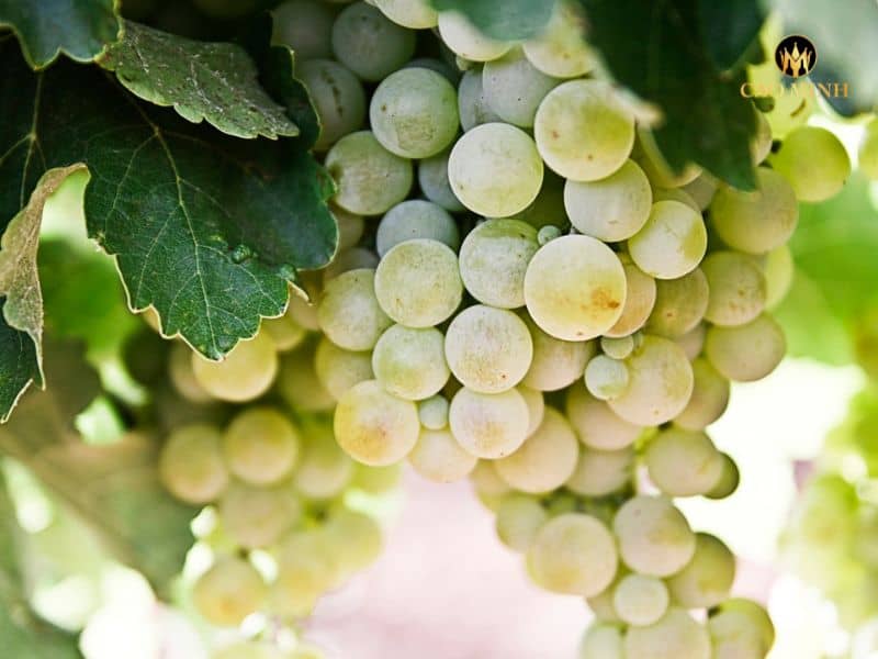 Chardonnay - Linh hồn chai rượu vang Mỹ Gallo Family Vineyards Varietal Chardonnay