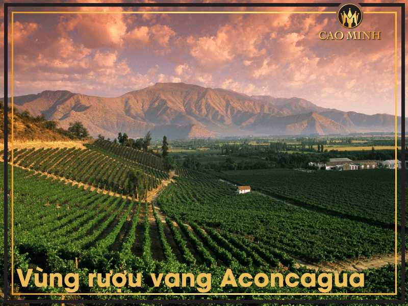 Giới thiệu về vùng rượu vang Aconcagua và phong cách rượu nơi đây