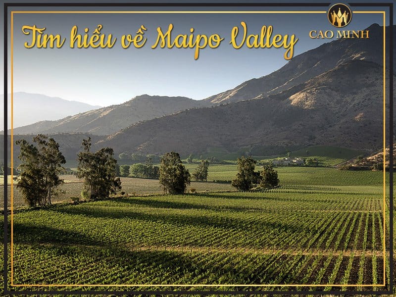 Maipo Valley - Nơi sinh ra dòng rượu vang Cabernet đẳng cấp