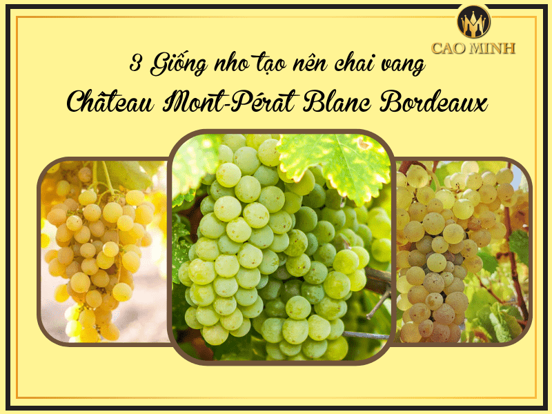 3 giống nho trắng tạo nên chai rượu vang những giống nho làm nên chai rượu vang Pháp Château Mont-Pérat Blanc Bordeaux