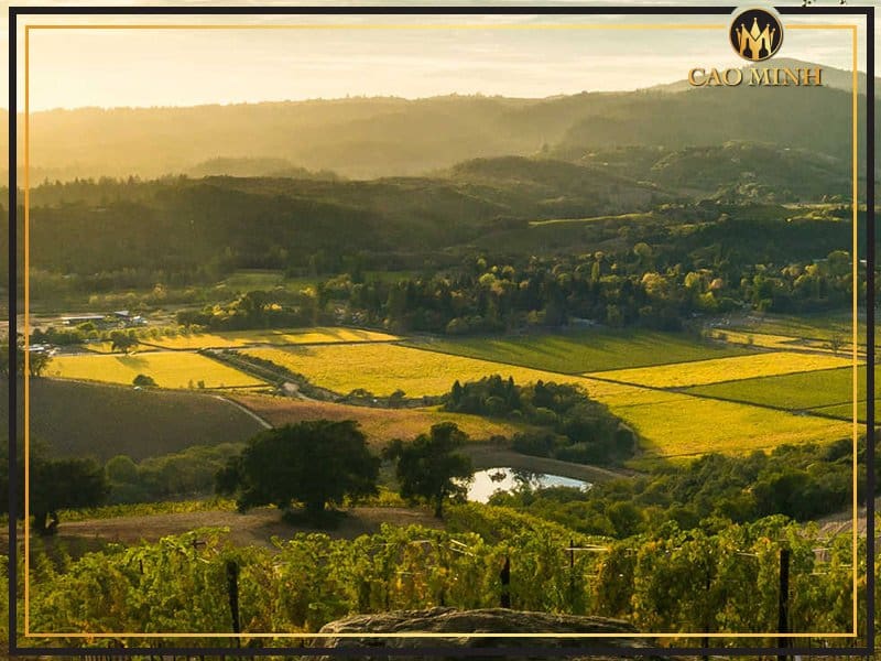 Đôi nét về vùng làm vang Puglia - Thiên đường rượu vang Ý