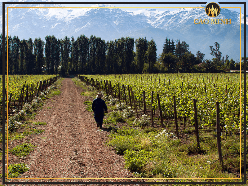 Đặc điểm thú vị của vườn nho Vina Aquitania - Nơi tạo nên chai rượu vang Chile Vina Aquitania Lazuli Cabernet Sauvignon 2018