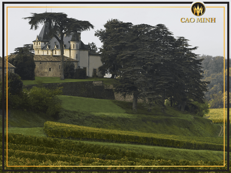 Đặc điểm về vườn nho của nhà làm vang Chateau De Pressac