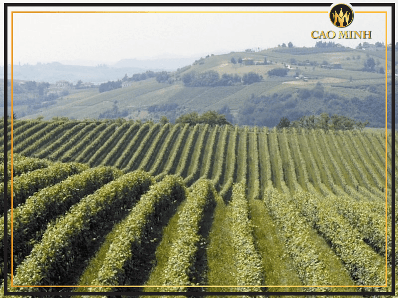 Giới thiệu về nhà rượu vang nổi tiếng Barbanera - Hắc mã vùng  Tuscany