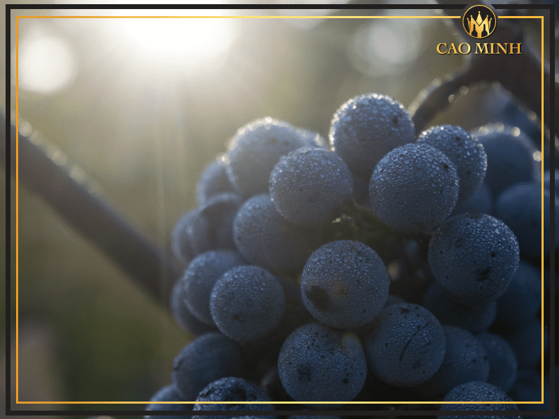 Đôi nét về giống nho Cabernet Sauvignon - Giống nho cao quý làm nên chai vang Chateau Les Martineaux Bordeaux sang trọng 