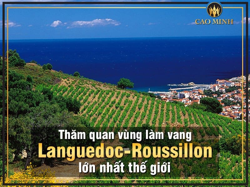 Thăm quan vùng làm vang Languedoc-Roussillon lớn nhất thế giới