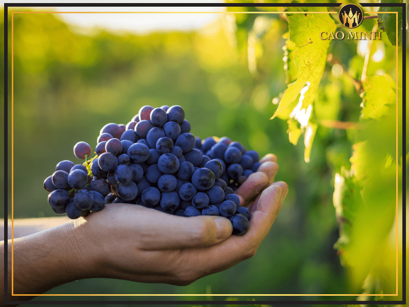 Cabernet Sauvignon - Giống nho tạo nên hương vị tuyệt vời của chai rượu vang vang 1865