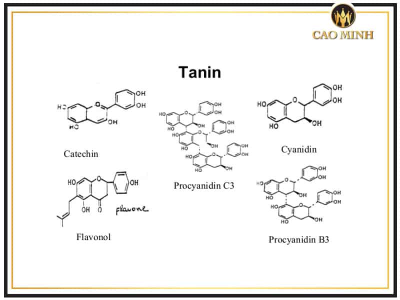 Tannin là hợp chất có nhiều trong tự nhiên 