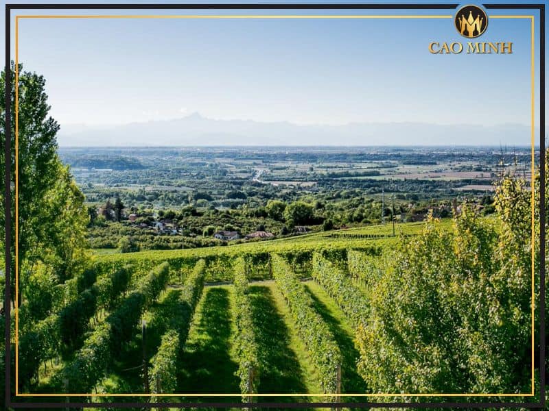 Tìm hiểu về thương hiệu Bosio - Đế chế rượu vang phía bắc nước Ý
