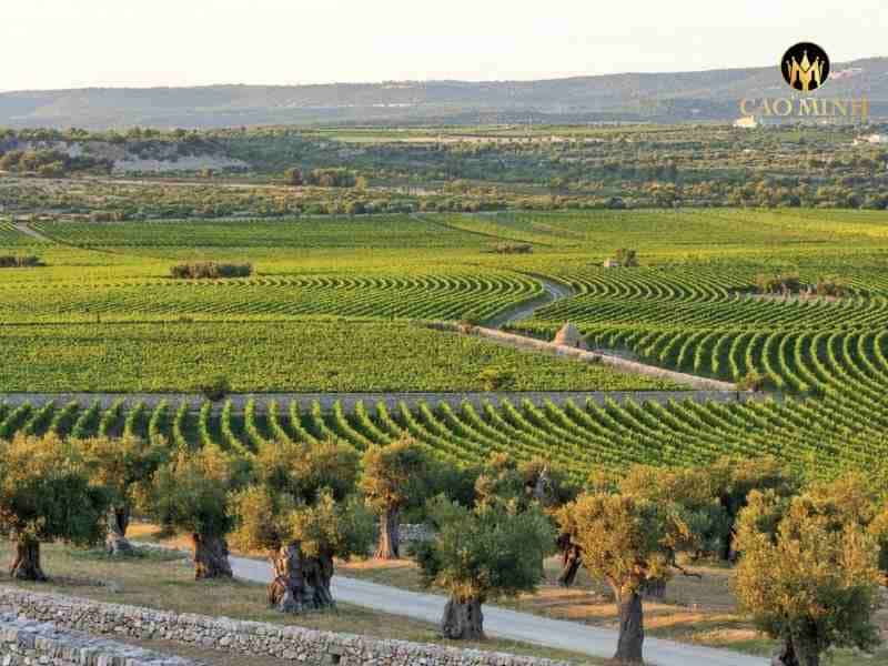 Khám phá vùng rượu vang Puglia - Thánh địa của những chai vang Ý tuyệt hảo 