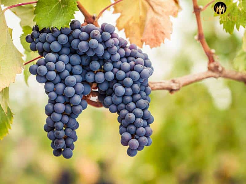 Cabernet Sauvignon - Giống nho sản xuất rượu vang đỏ bậc nhất trên toàn thế giới