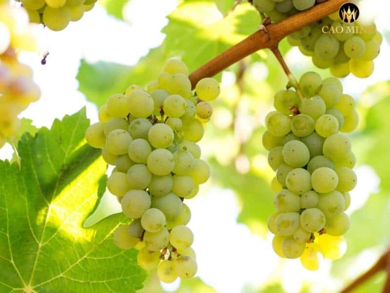 Giống nho Sauvignon blanc - giống nho đi đầu trong thương hiệu sản xuất rượu vang trắng