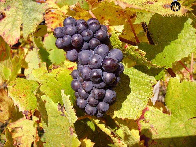 Giống nho Pinot Noir - Chất lượng nho tạo nên tiếng vang của rượu Silver Heights Jiayuan Pinot Noir 2020 